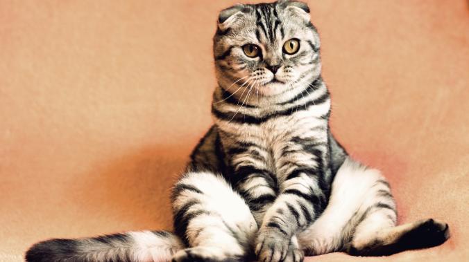 Российские кошки попали под международные санкции
