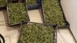 За организацию наркофермы в Бахчисарайском районе крымчанам грозит до 20 лет 