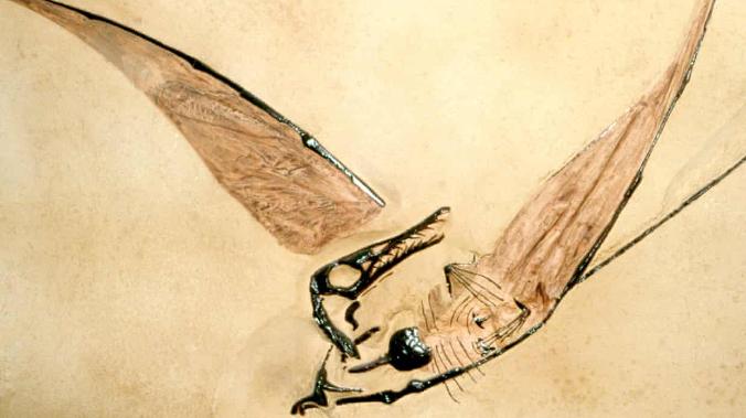 В Шотландии найден скелет крупнейшего птерозавра юрского периода