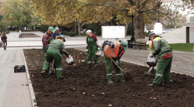 В Севастополе к весне высадят более 250 000 цветов