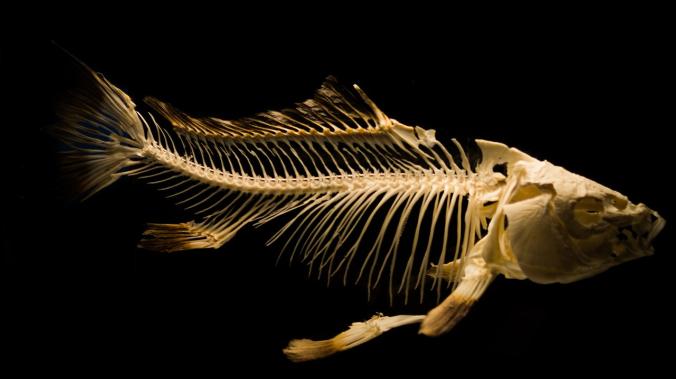 Археологи обнаружили окаменелости рыб, которые выживали в кипятке