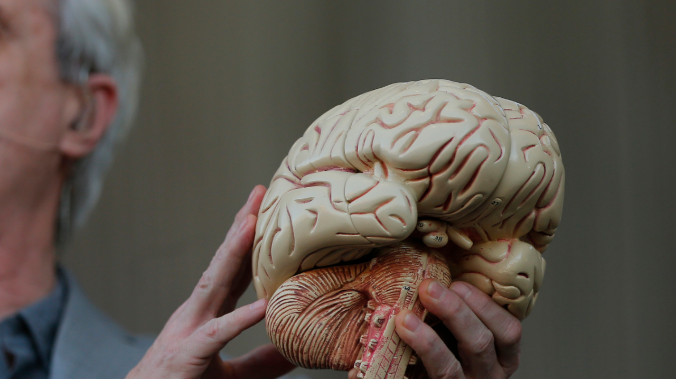 Ученые: мозг человека никогда не стареет