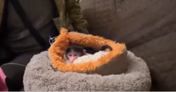 В парке «Тайган» гамадрил привыкает к новой семье