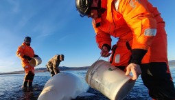 В Охотском море спасли застрявшую белуху
