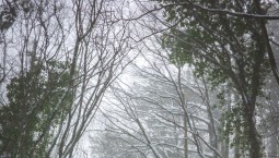 Участок дороги из Ялты на гору Ай-Петри открыли 