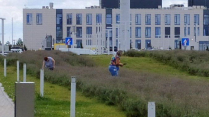 Туристы уничтожают лаванду возле крымского аэропорта