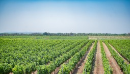 Виноградари Севастополя получили 450 млн руб. льготного кредитования