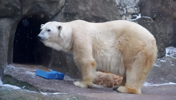 Медведю Терпею из Московского зоопарка – 23 года