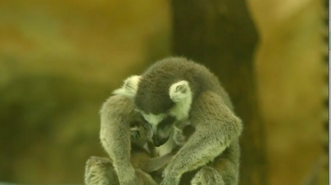 Семейство лемуров показали в Новосибирском зоопарке
