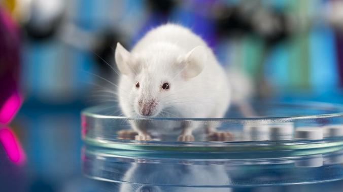 Российские ученые создали фантомы для сокращения лабораторных тестов над животными 
