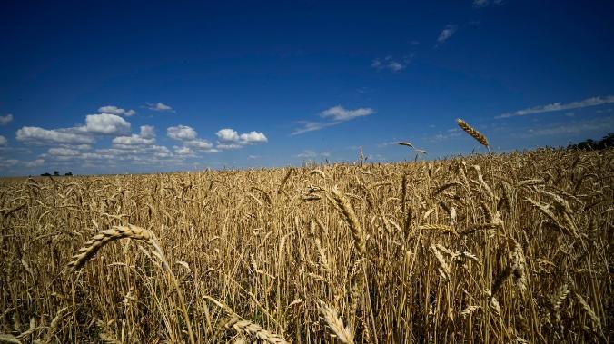 Украинские войска ударами из РСЗО подожгли пшеничные поля в Запорожской области