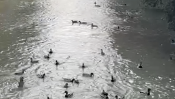 Утиный водовород: в Ялте птицы устроили шоу в реке