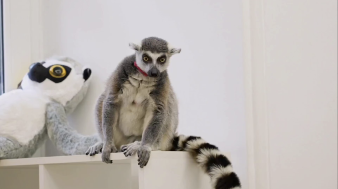 Из московского антикафе изъяли кошачьего лемура