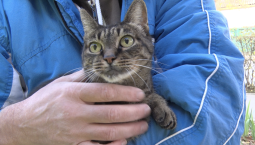 100 животных привили против бешенства за выходные в Севастополе