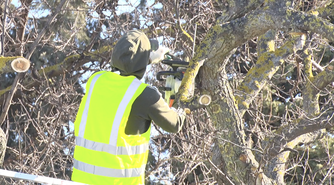 В Севастополе меняют правила обрезки растений