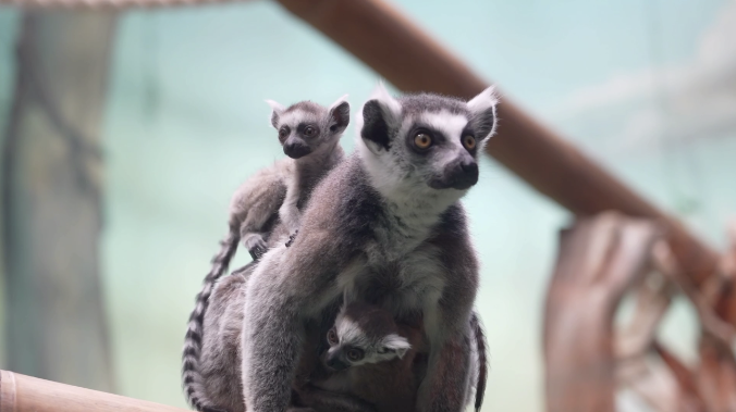 Кошачьи лемуры родились в Московском зоопарке 