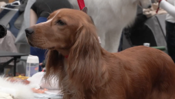 В Москве прошла выставка «Лучшие собаки и кошки»