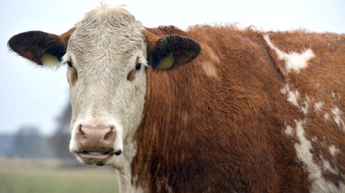 Ученые: якутские коровы обладают геном, позволяющим выживать в мороз