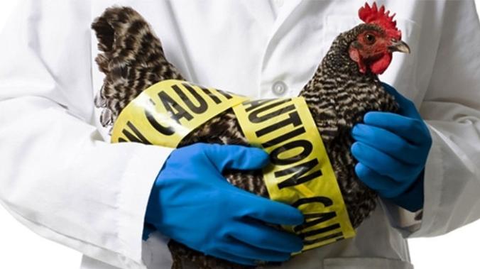 В Великобритании зафиксирована крупнейшая вспышка птичьего гриппа