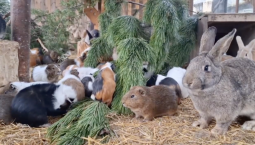 Хвойные – лакомство для животных парка миниатюр в Крыму