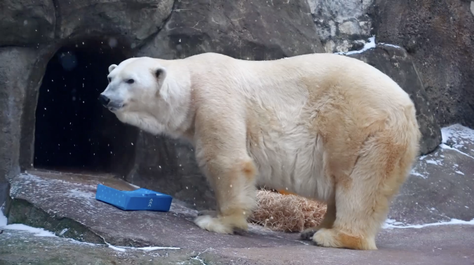 Медведю Терпею из Московского зоопарка – 23 года