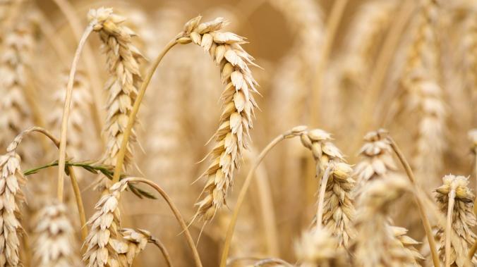 В Великобритании подорожают продукты в случае 