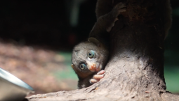 В Московском зоопарке выхаживают редкого примата