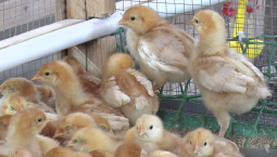 В Терновке бесплатно вакцинировали домашнюю птицу  