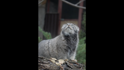 Зима близко: манул Тимофей отрастил шубу к холодам