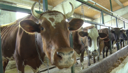 Как господдержка помогает севастопольским фермерам