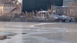 В Анапе на санях спасли вмёрзшего в лёд лебедя