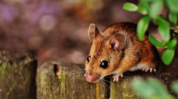 Ученые нашли вид грызуна, который считался вымершим 160 лет