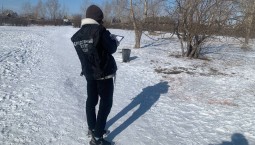 Стая собак напала на 8-летнюю девочку в Хакасии