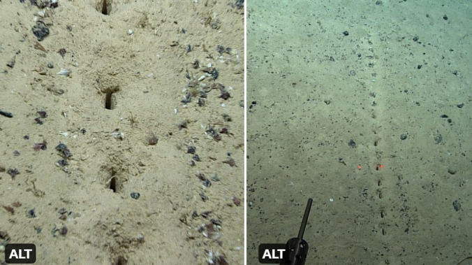 На дне Атлантического океана обнаружили ряд ровных отверстий неизвестного происхождения