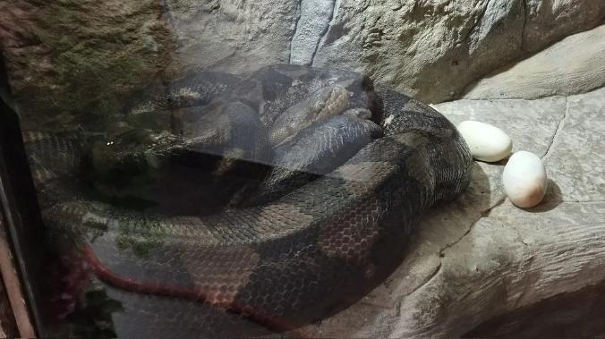 Самка питона Василиса впервые отложила яйца в Ялтинском крокодиляриуме