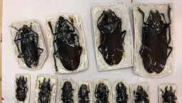 Таможенники нашли гигантских жуков в посылке 