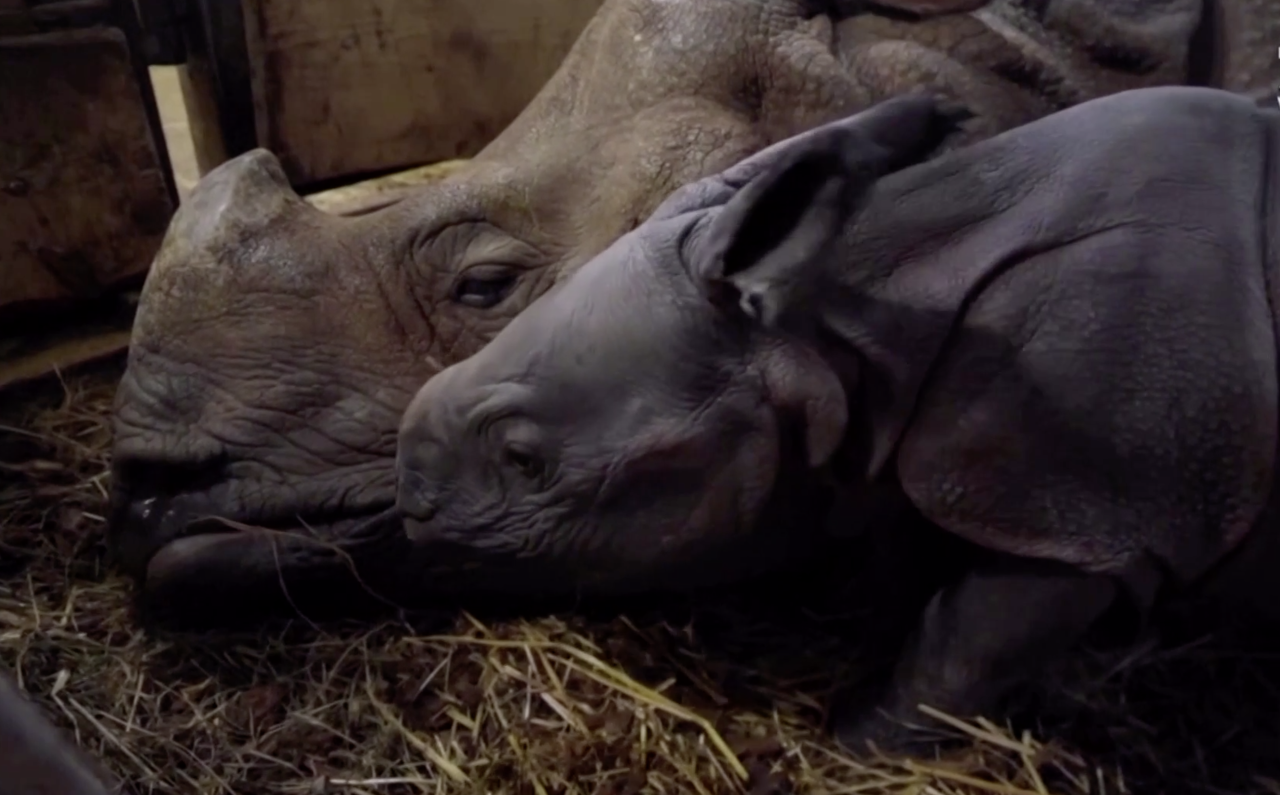 Сколько детенышей носорога родилось в 2001 году. Носорог рожает человека. Носорог рожает ейсвиндуру.