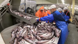 Рыбаки добыли рекордные 4,3 млн тонн водных биоресурсов