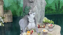 В Зоосаде Деда Мороза открылся «Дом приматов»