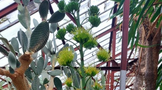 В Никитском ботаническом саду зацвела редкая агава