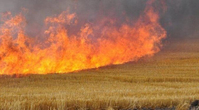 Украина подожгла поля пшеницы у Херсонской области