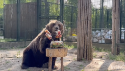 Медведя накормили мороженым в Вотчине Деда Мороза