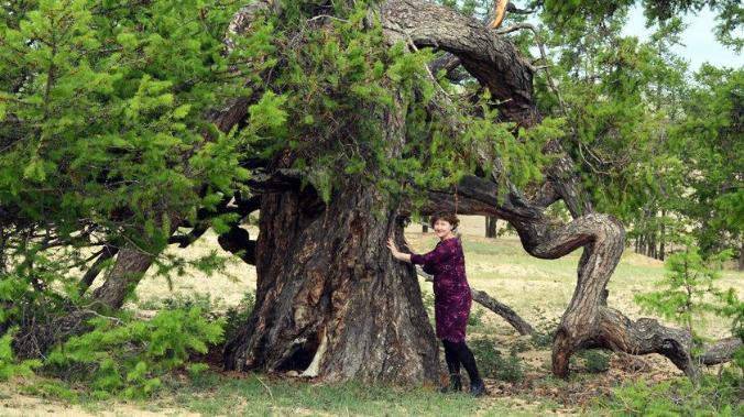 Ученые опубликовали рейтинг деревьев-долгожителей России 