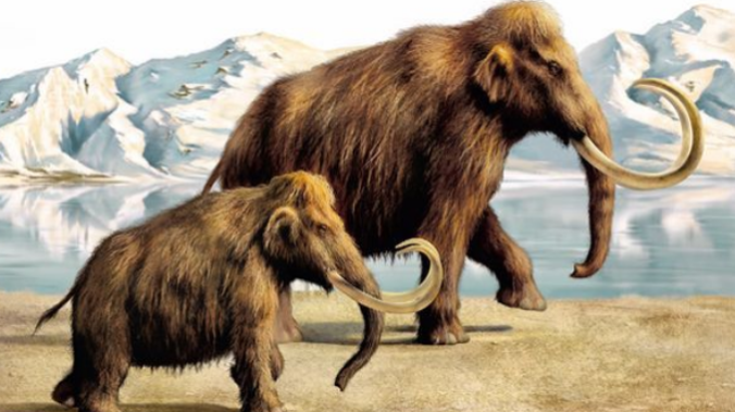 В Канаде нашли мумию шерстистого мамонта возрастом 30 тысяч лет 