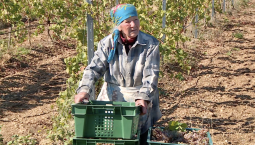 86-летняя Надежда Семыкина 63 года работает виноградарем в Севастополе