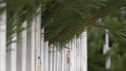 Эксперты: насекомые на новогодних ёлках для людей не опасны