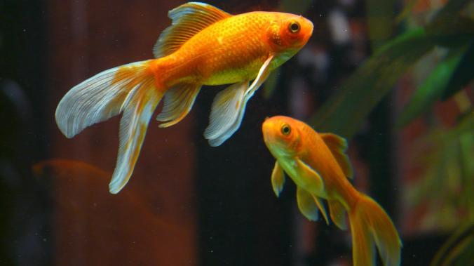 Зеркальный тест подтвердил, что у рыбок есть самосознание 