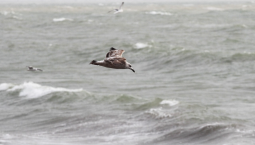 В Крыму 25 и 26 сентября ветер усилится до 20 м/с