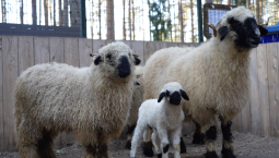 В Вологодской области в Вотчине Деда Мороза родился валлийский ягнёнок