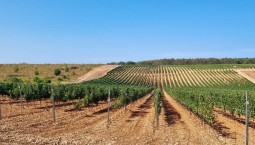 Около 3 000 тонн винограда собрали в Севастополе 